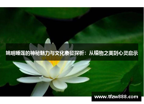 姚明睡莲的神秘魅力与文化象征探析：从植物之美到心灵启示